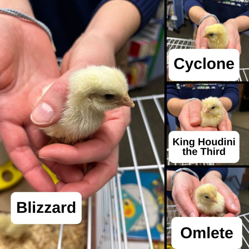Four yellow chicks named Blizzard, Cyclone, King Houdini the Third, and Omelet 