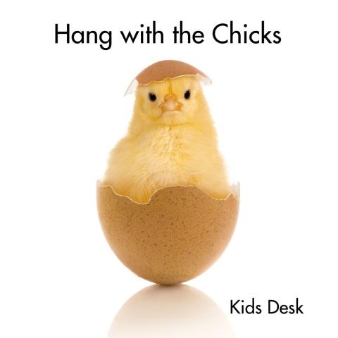 Cute fluffy chick sitting in an eggshell with an eggshell hat