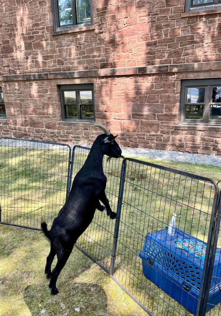 Black goat standing against a fence in front of Russell Library