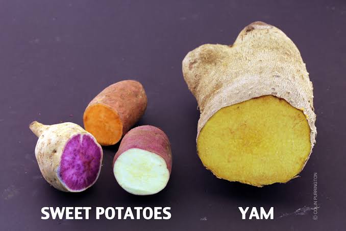 Photo of a large yam next to smaller sweet potatoes, both labeled.